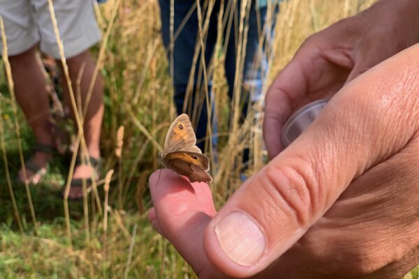 18. juli Sommerfugletur i parken